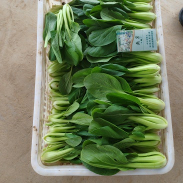 上海青