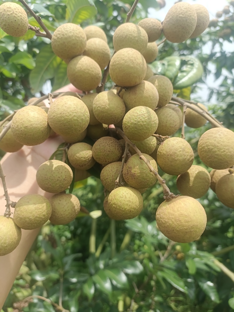 石硖，大量上市