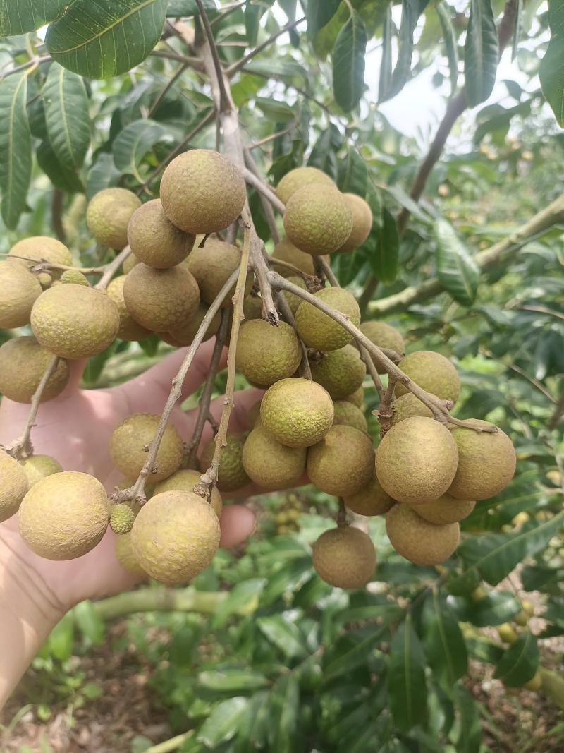 石硖，大量上市
