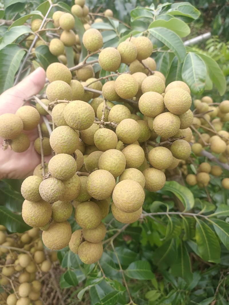 石硖，大量上市