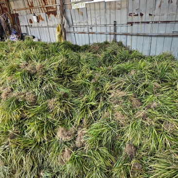 山东精品中叶麦冬苗，工程绿化苗，成活率高，工程造价低