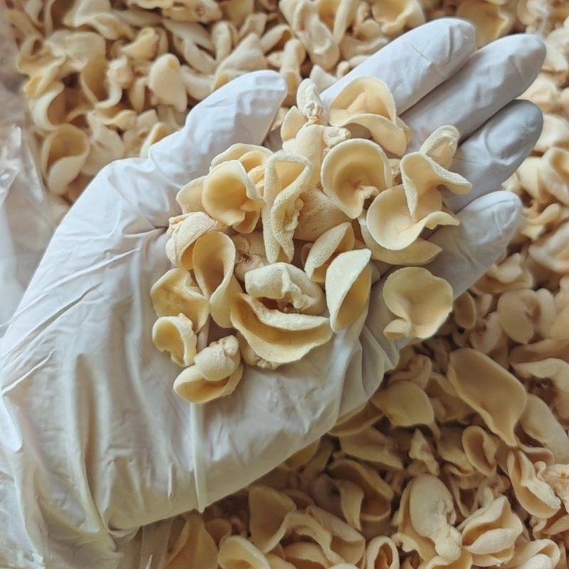 白玉耳背部毛绒颜色白亮新货干净有厚度实物更白