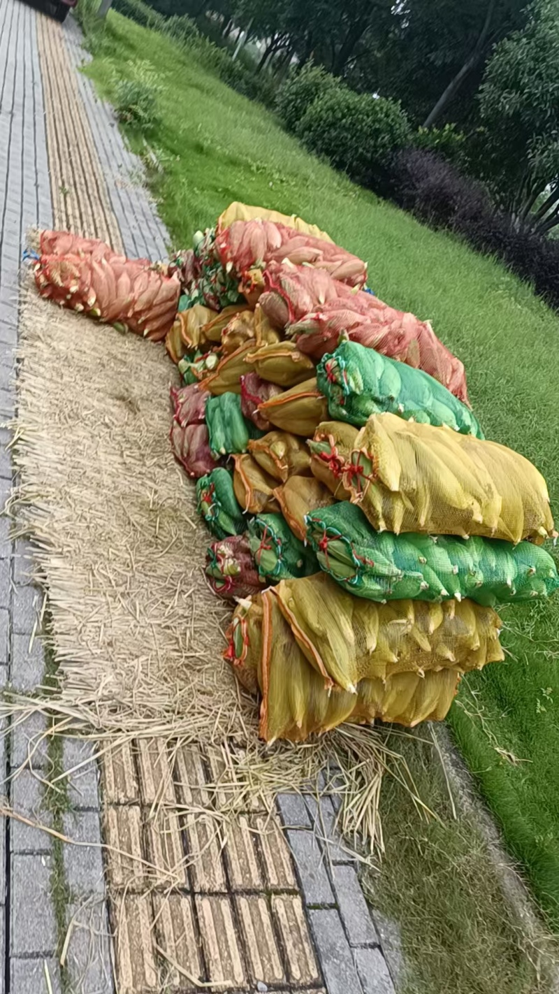 新鲜玉米，大量有货，需要的可以联系，送货上门