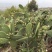 仙人掌嫩片仙人掌果