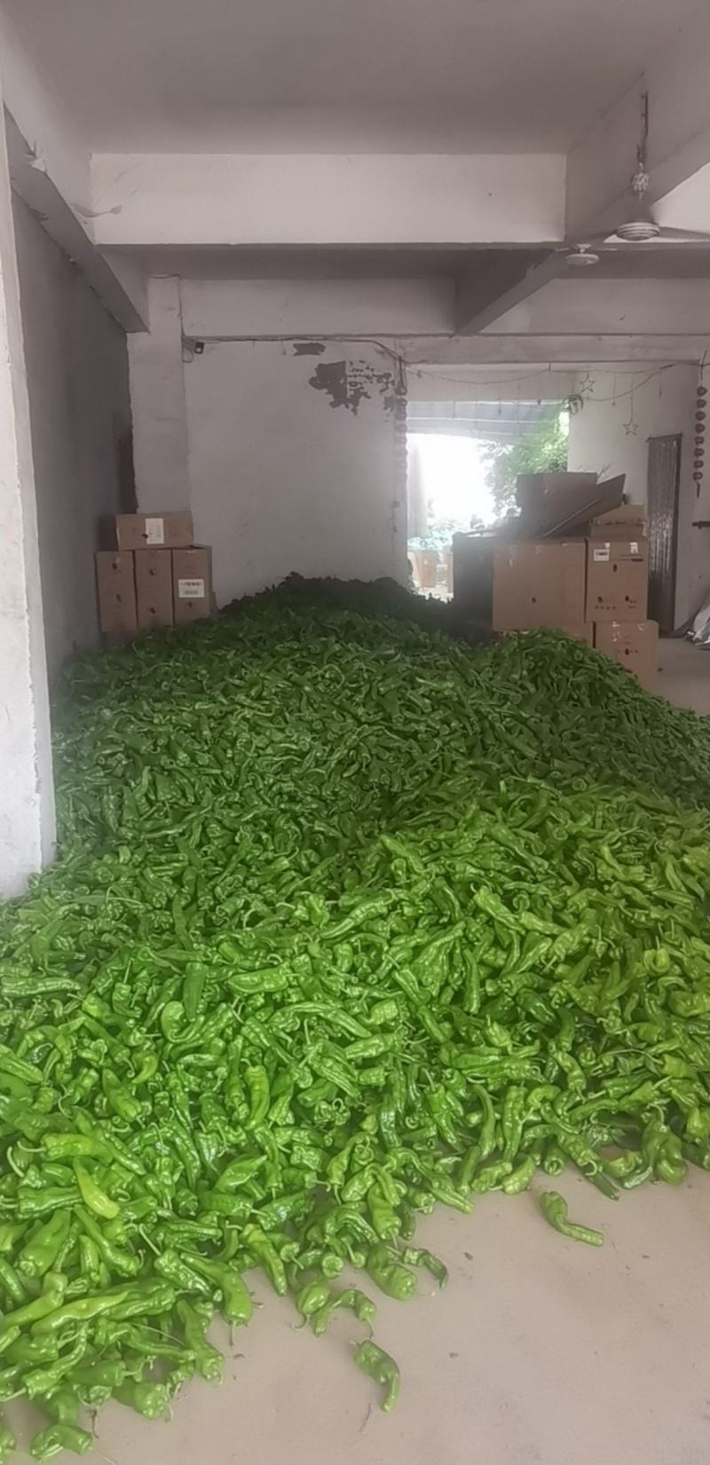 301精品青辣椒大量上市现采现货，成色好品质稳产地直发