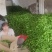 301精品青辣椒大量上市现采现货，成色好品质稳产地直发