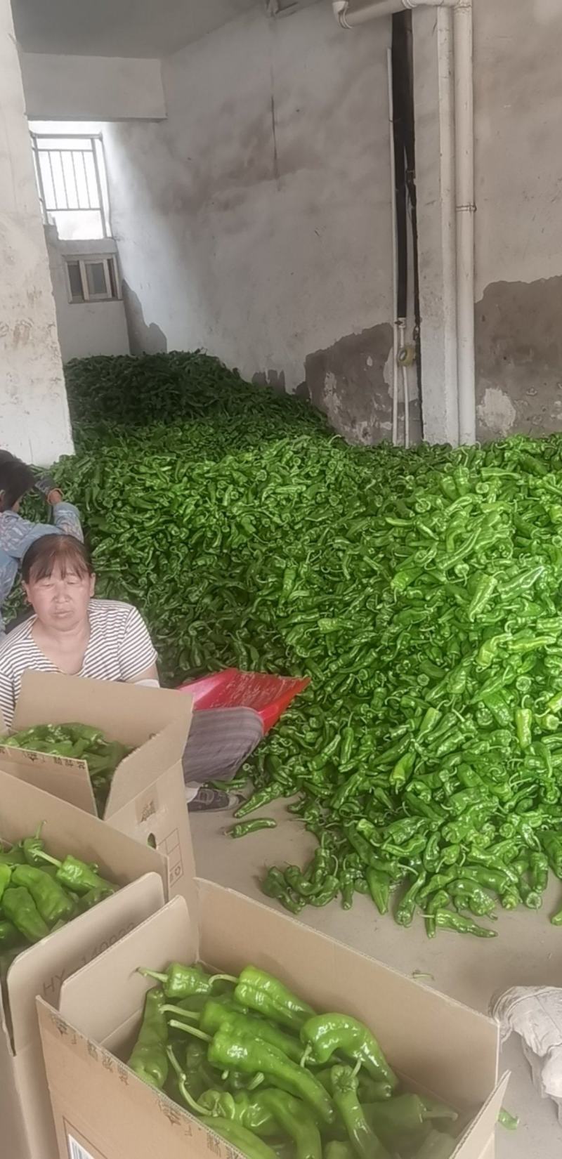 301精品青辣椒大量上市现采现货，成色好品质稳产地直发