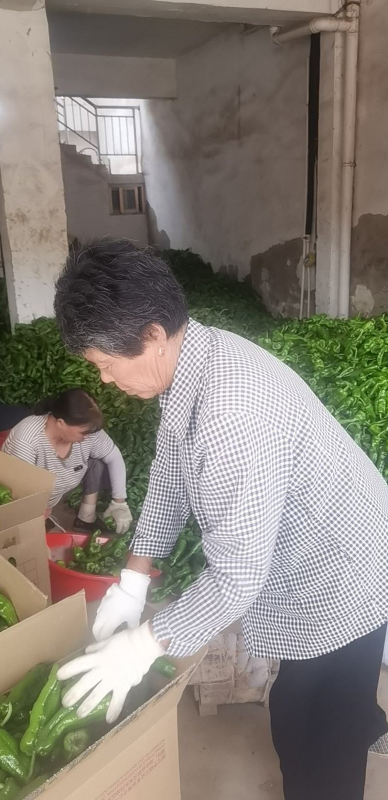 301精品青辣椒大量上市现采现货，成色好品质稳产地直发