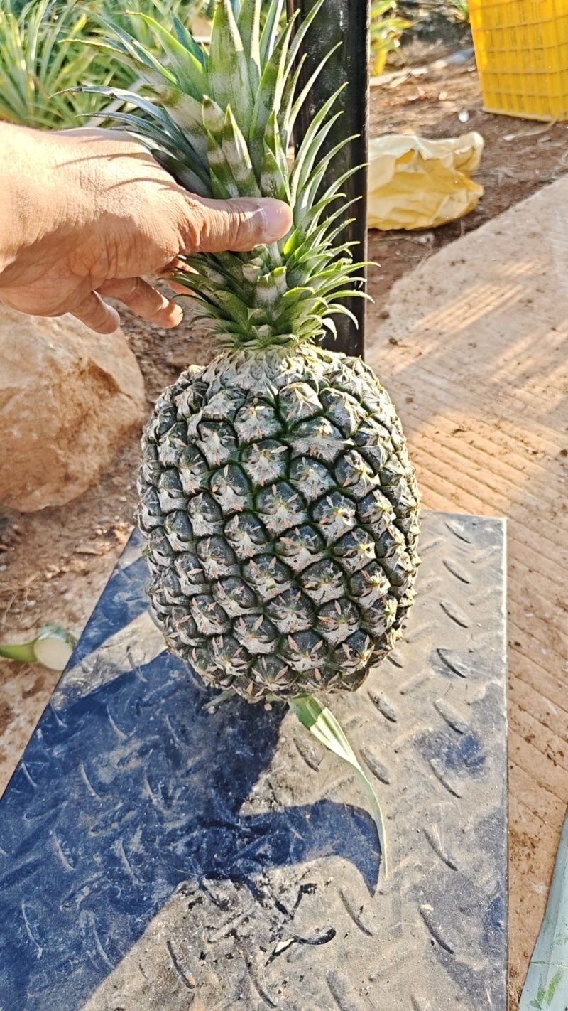 西瓜凤梨大量上市，需要的通过一亩田联系我