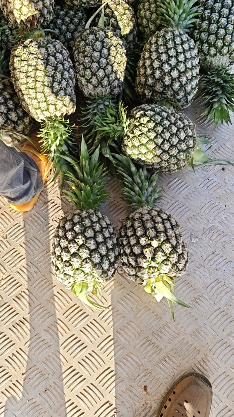 西瓜凤梨大量上市，需要的通过一亩田联系我