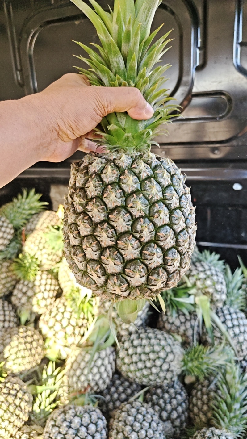 西瓜凤梨大量上市，需要的通过一亩田联系我