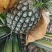 西瓜凤梨大量上市，需要的通过一亩田联系我