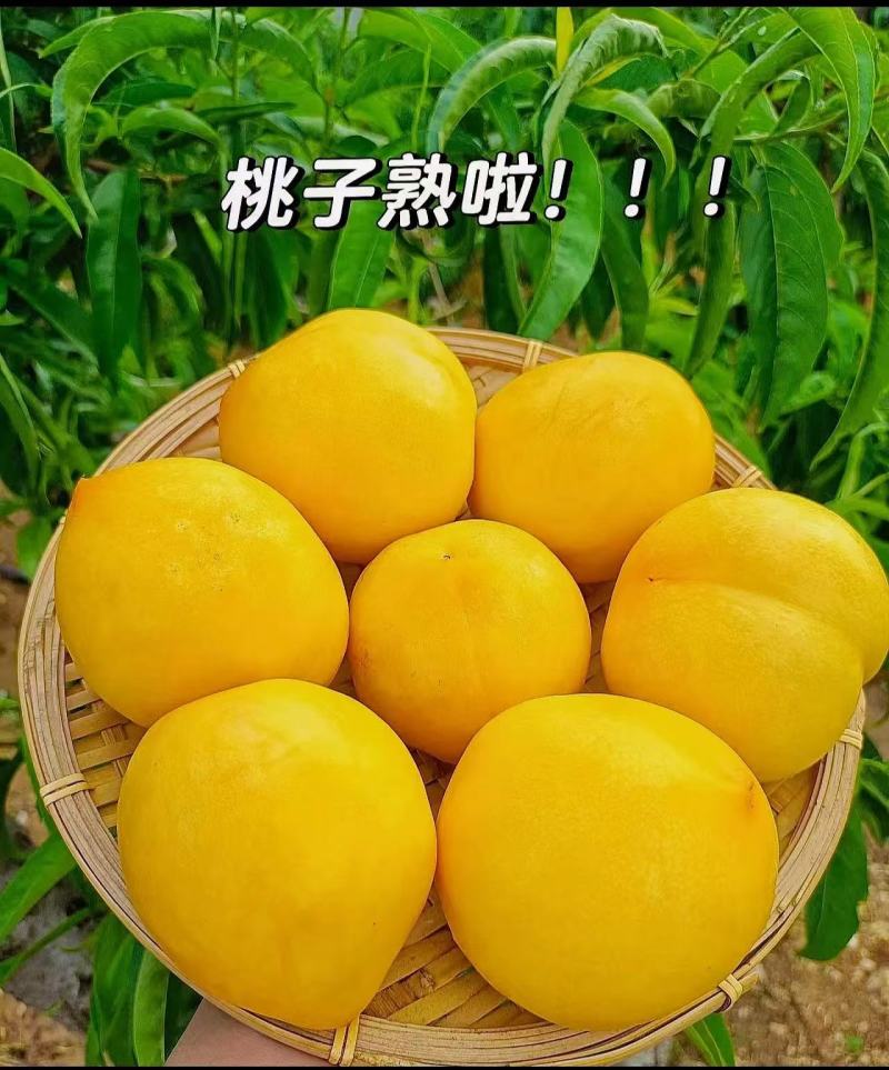 黄金桃，黄桃产地直发货源充足，保质保量欢迎联系
