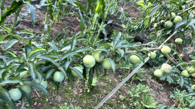 半边红（茵红李）