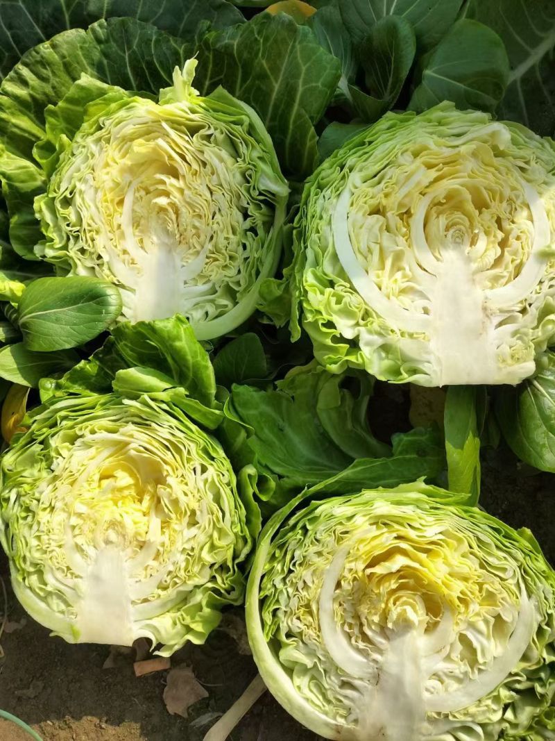 甘蓝苗包菜苗洋白菜苗韩绿中甘系列黄心宣软甘蓝苗