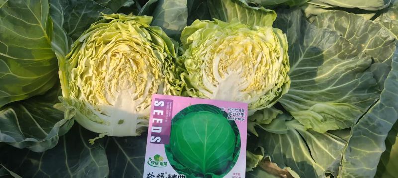 甘蓝苗包菜苗洋白菜苗韩绿中甘系列黄心宣软甘蓝苗
