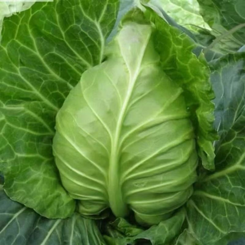 甘蓝苗包菜苗洋白菜苗牛心甘蓝苗韩绿甘蓝苗