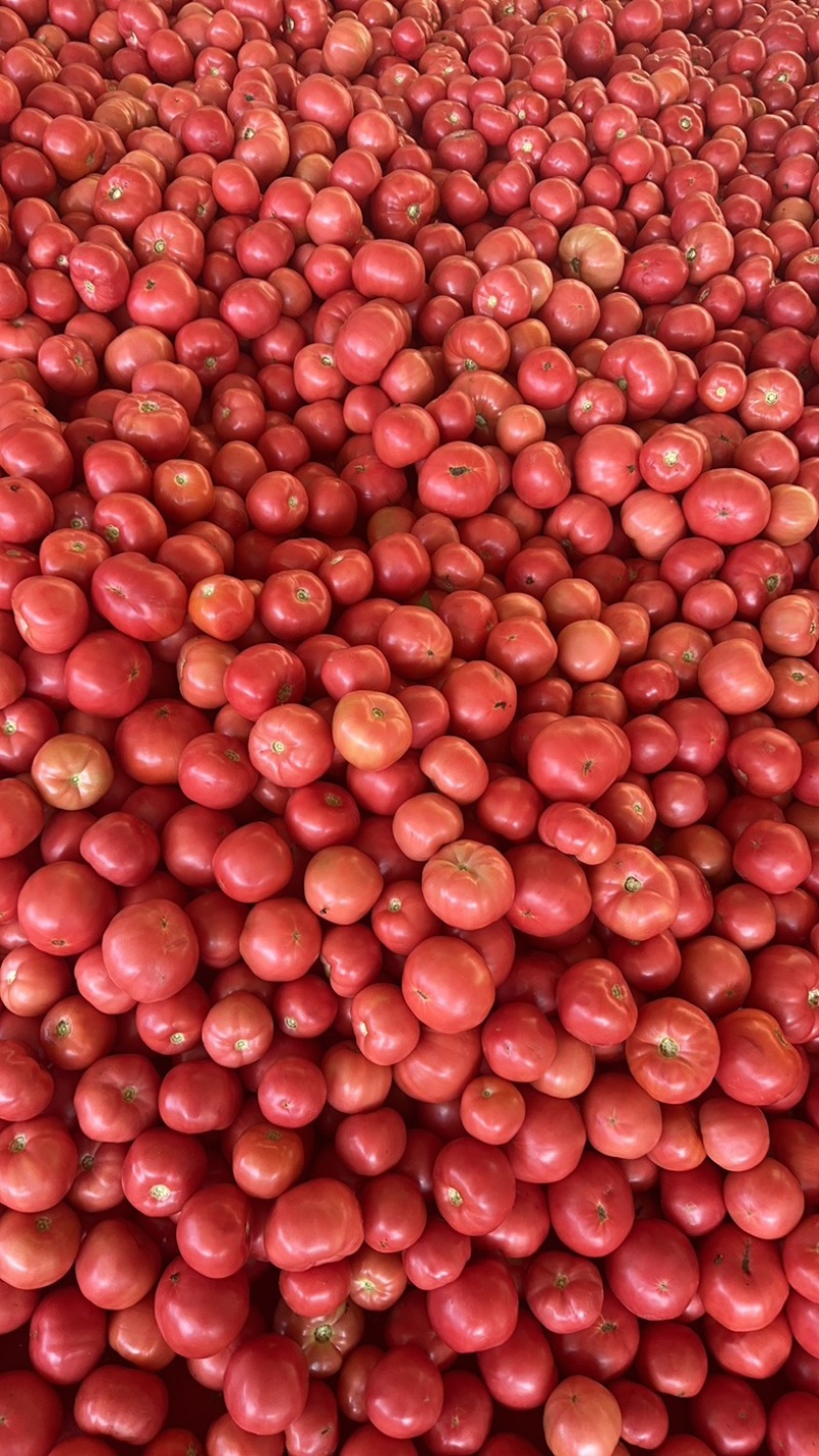 口感西红柿番茄，口感番茄、产地直发，需要的老板联系我