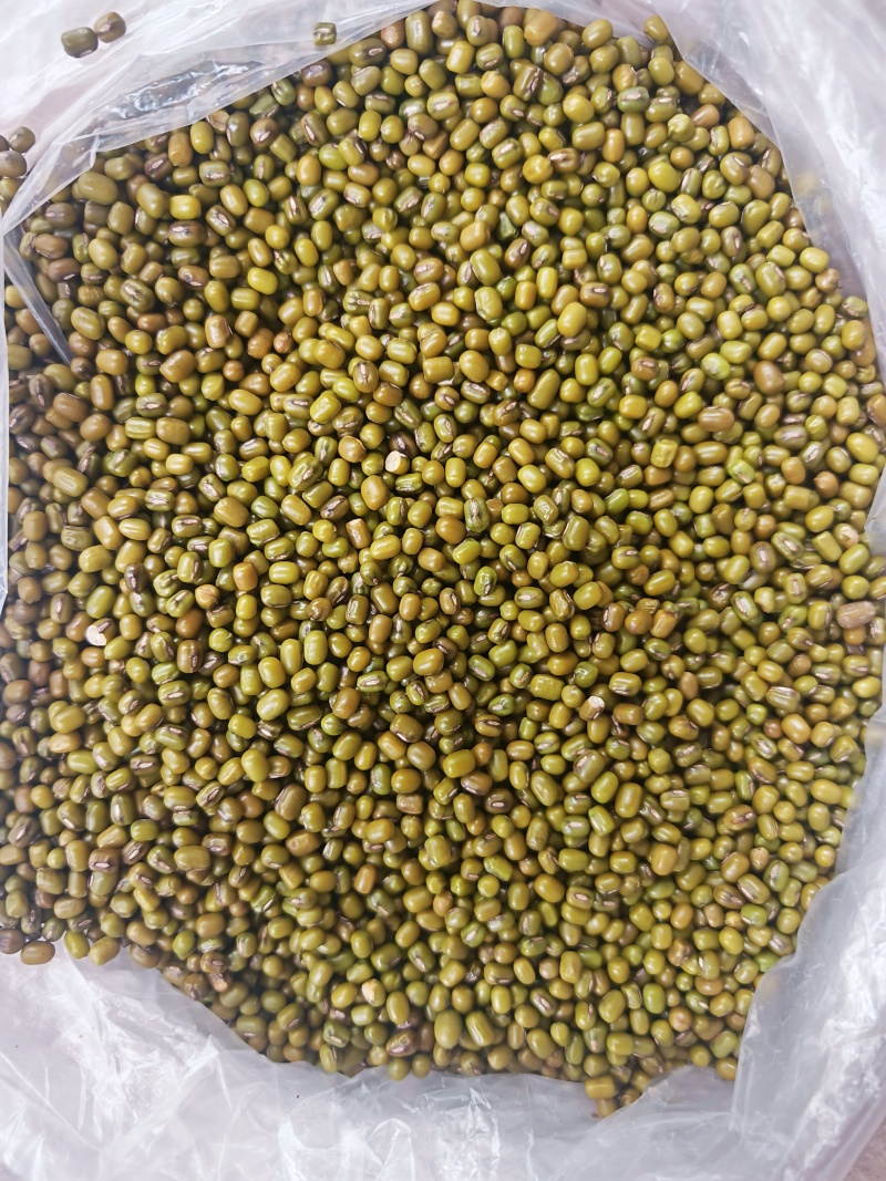 大量绿豆出售30吨起批
