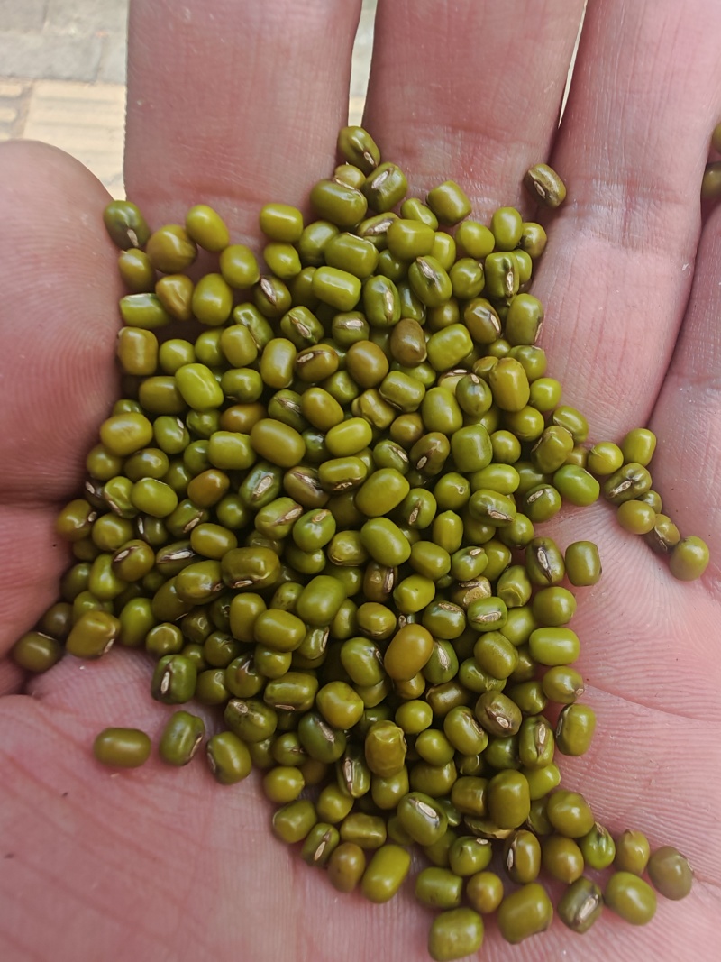 大量绿豆出售30吨起批