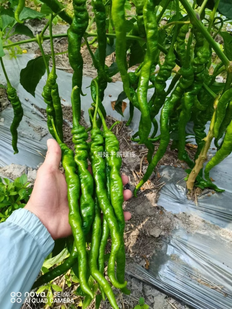 罗线，辣椒
