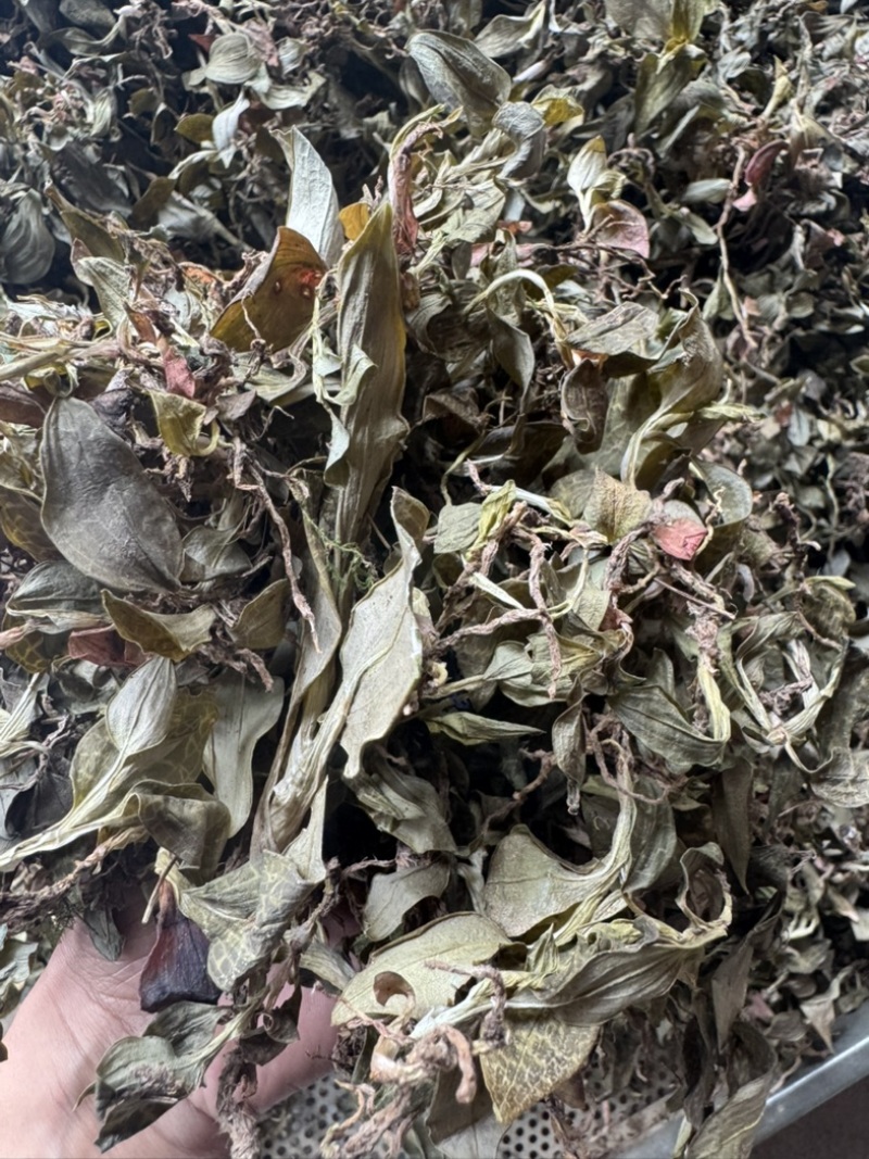 斑叶兰湖南小叶青深山生长鲜货干货无硫水洗干品