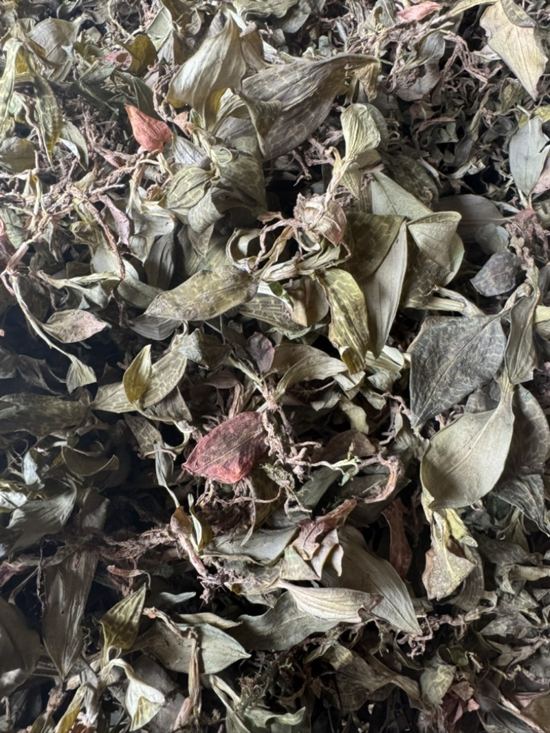 斑叶兰湖南小叶青深山生长鲜货干货无硫水洗干品