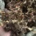 斑叶兰湖南小叶青深山生长鲜货干货无硫水洗干品