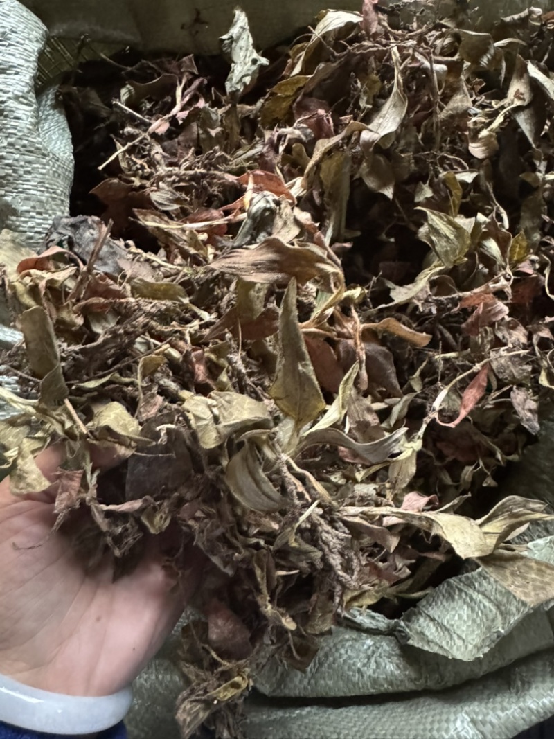 斑叶兰湖南小叶青深山生长鲜货干货无硫水洗干品