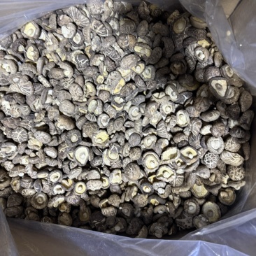 包邮新货茶花菇花菇2026新菇