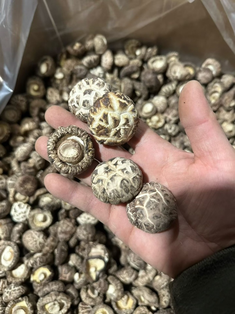 包邮新货茶花菇花菇2026新菇