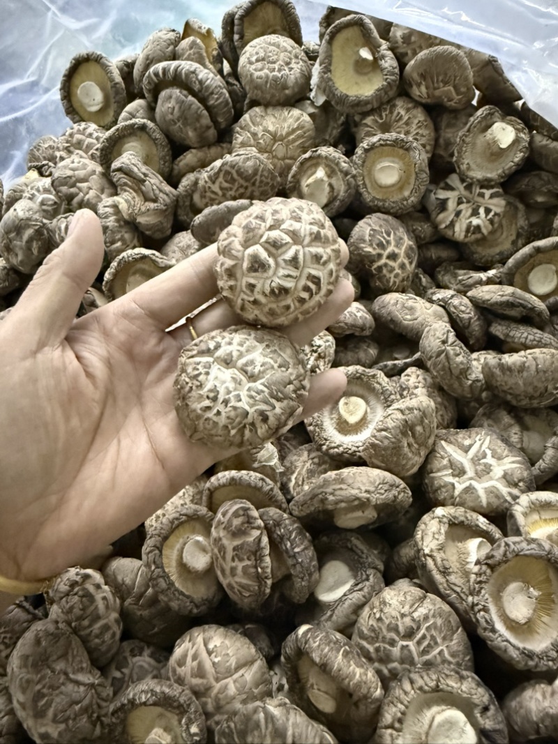 包邮新货茶花菇花菇2026新菇