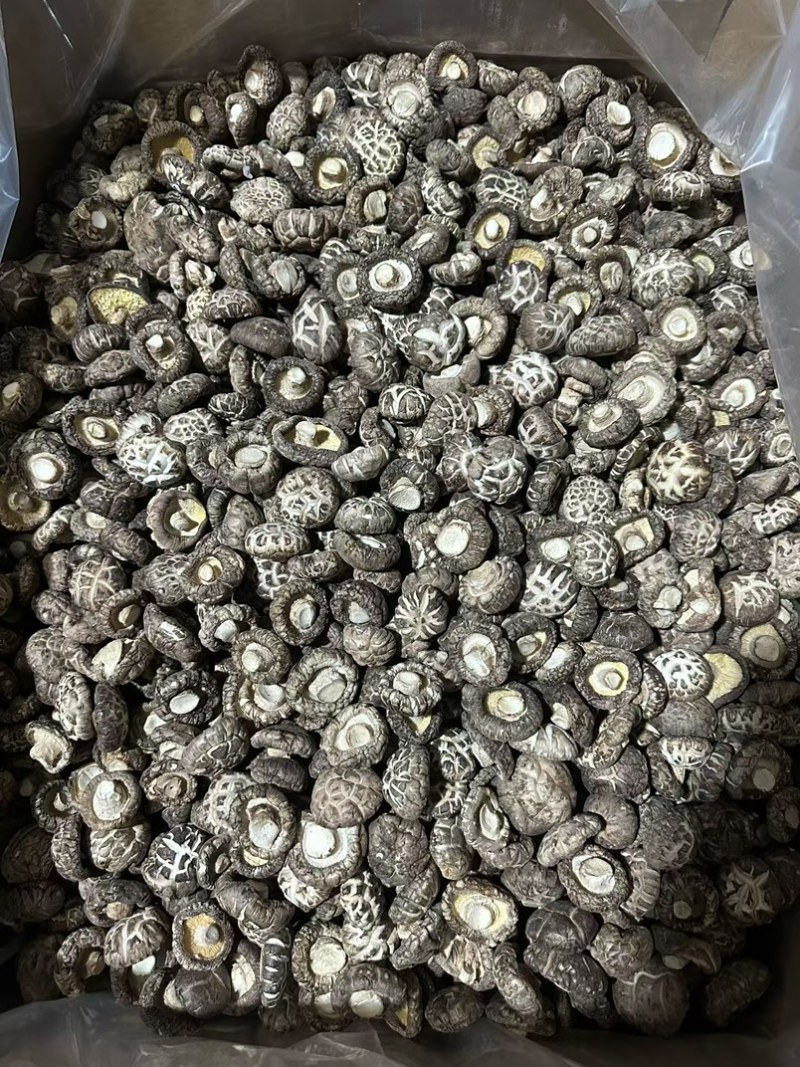 包邮新货茶花菇花菇2026新菇