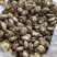 包邮新货茶花菇花菇2026新菇