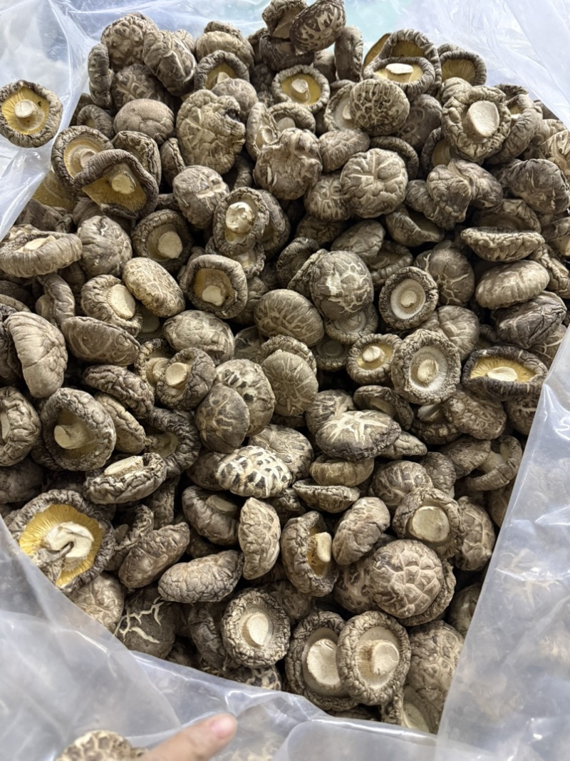 包邮新货茶花菇花菇2026新菇