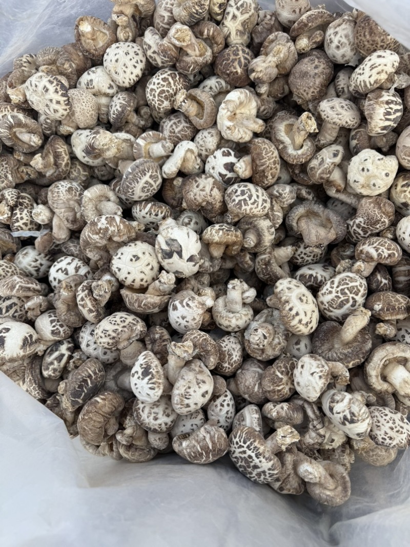 包邮白花菇3-4-5公分泌阳白花菇2026