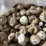 包邮白花菇3-4-5公分泌阳白花菇2026