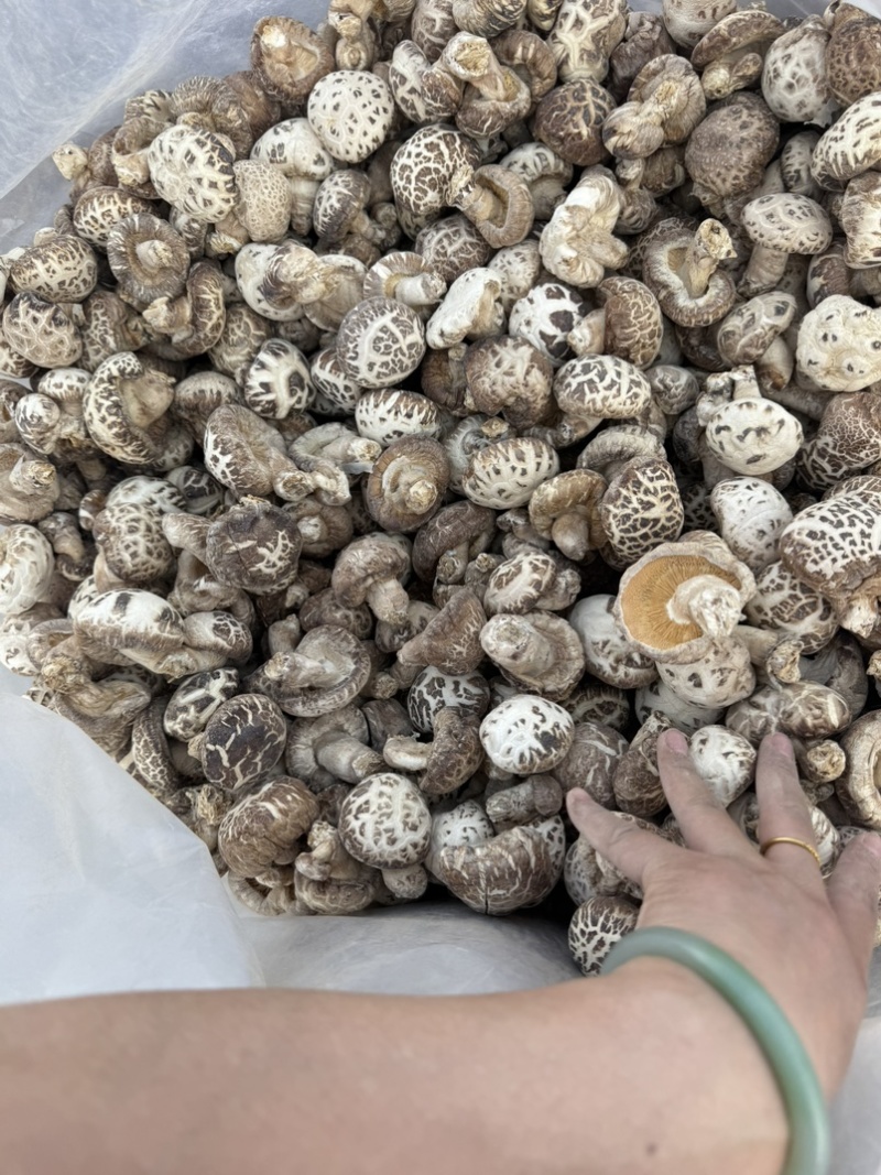 包邮白花菇3-4-5公分泌阳白花菇2026