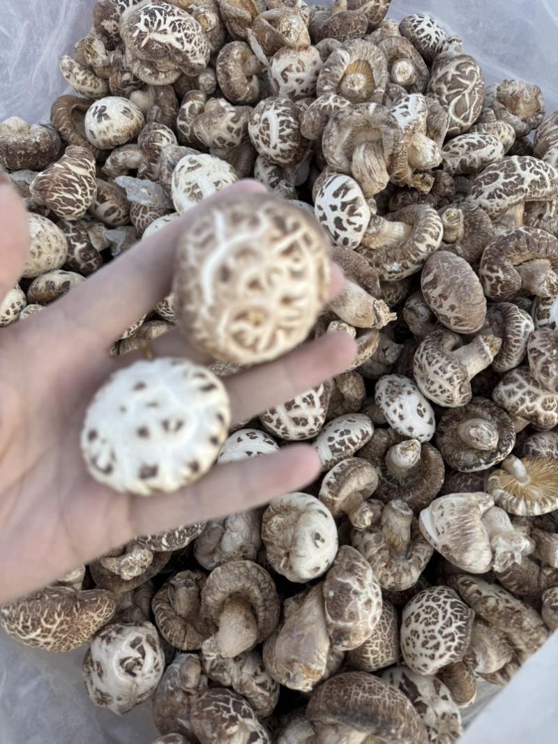 包邮白花菇3-4-5公分泌阳白花菇2026