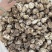 包邮白花菇3-4-5公分泌阳白花菇2026