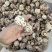 包邮白花菇3-4-5公分泌阳白花菇2026