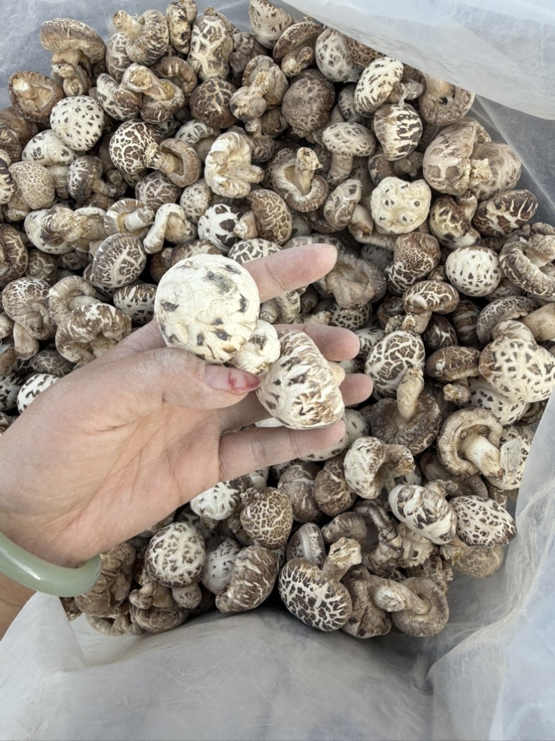 包邮白花菇3-4-5公分泌阳白花菇2026