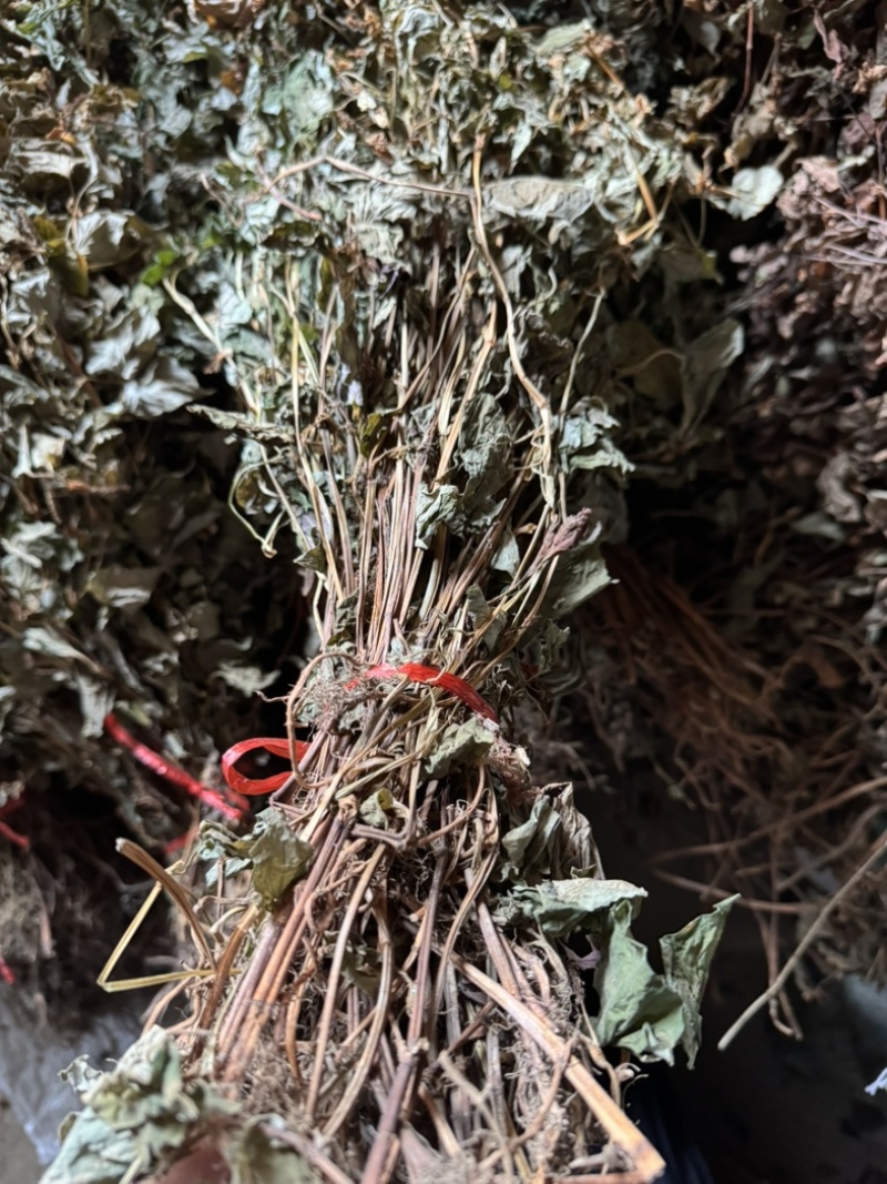 鱼腥草野生鱼腥草新货规格定制产地直供量大从优