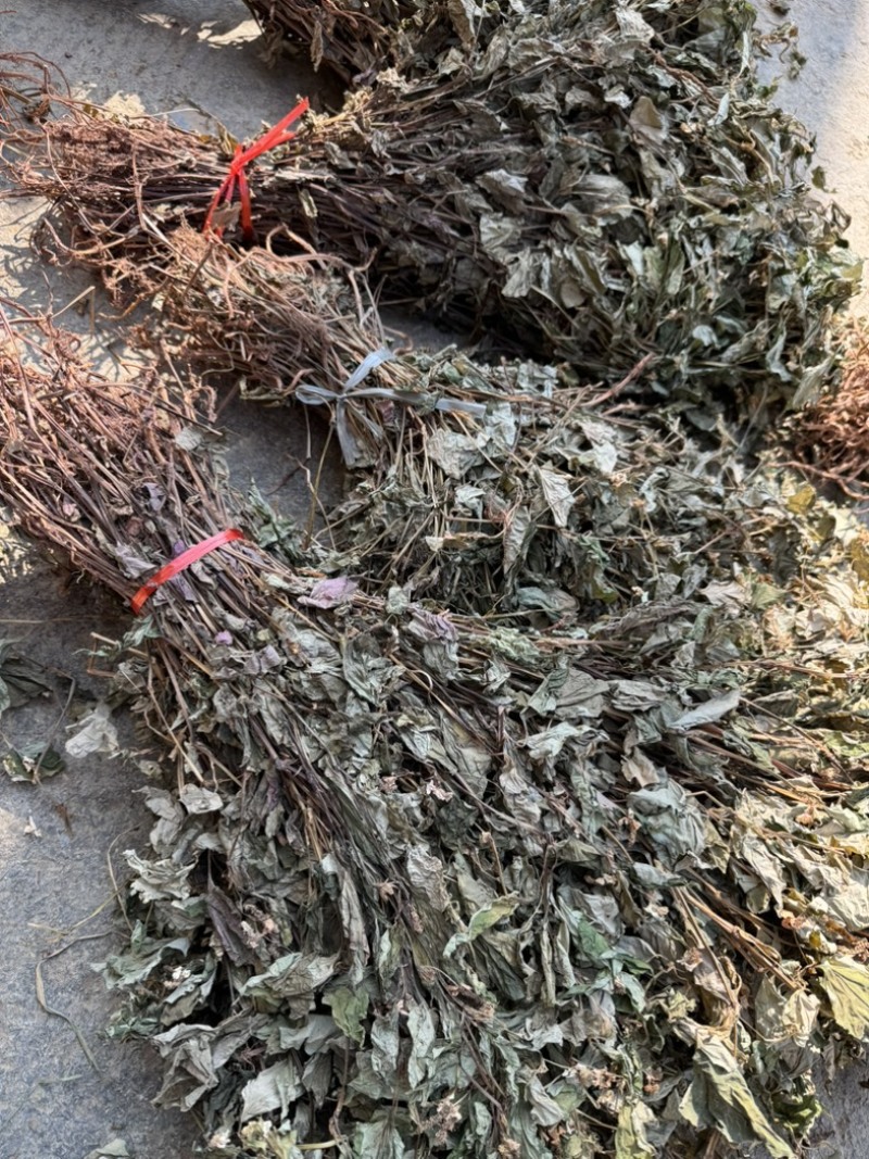 鱼腥草野生鱼腥草新货规格定制产地直供量大从优