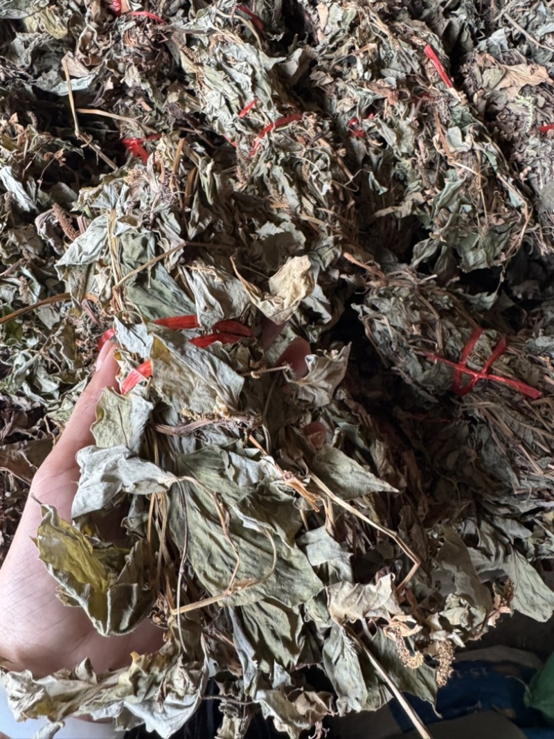 鱼腥草野生鱼腥草新货规格定制产地直供量大从优