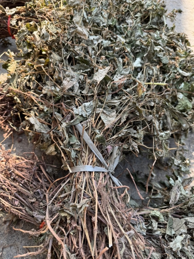 鱼腥草野生鱼腥草新货规格定制产地直供量大从优