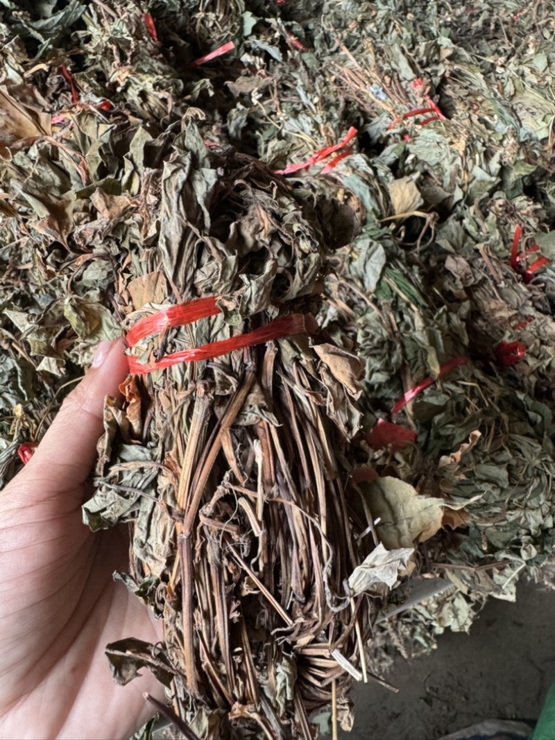 鱼腥草野生鱼腥草新货规格定制产地直供量大从优