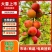 源头直采澳洲红八宝丹五月脆李子视频看货可代收代发