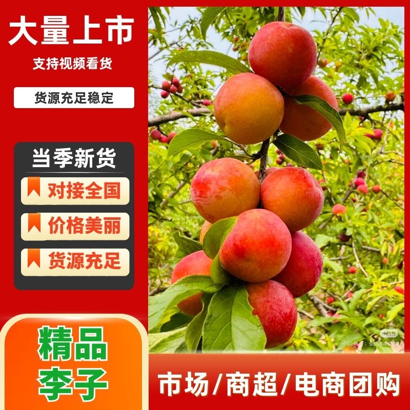 源头直采澳洲红八宝丹五月脆李子视频看货可代收代发