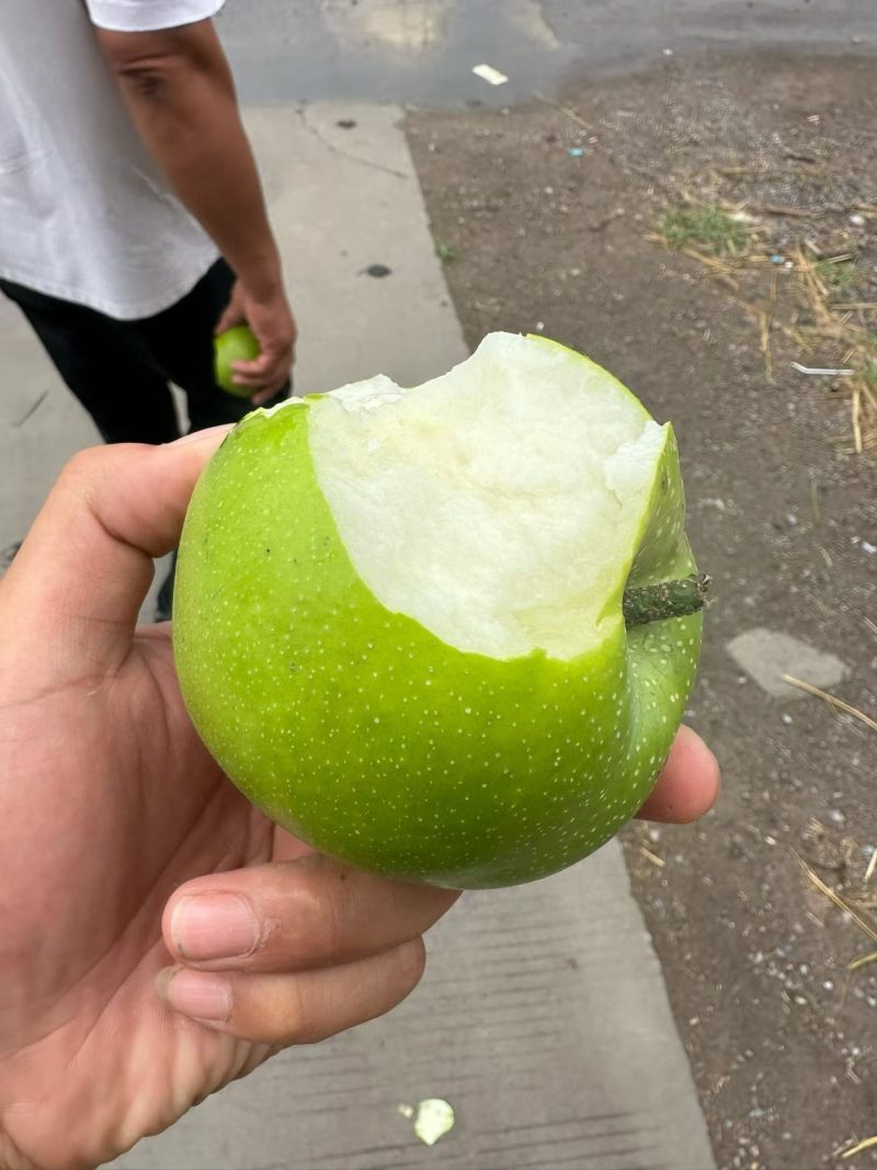 砀山酥梨承接一件代发